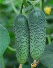 Cucumber Seeds  40 Parthenocarpic Cucumber Amur F1 Sw1089 track    