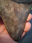 Xl Megalodon Shark Tooth 5 32    Georgia Fossil - No Restorations