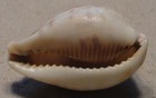 Cypraea Pyriformis 29mm No Data