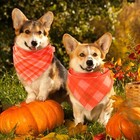 Abbylike 200 Pcs Dog Bandanas Bulk Thanksgiving Fall Plaid Orange  Yellow