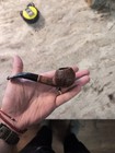 Savinelli Venere 623 Ks Rusticated Bent Bulldog Estate Pipe 6mm