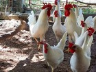 12 Assorted Purebred Chicken Fertile Hatching Eggs  read Description 