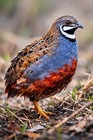 14 Button Quail Hatching Eggs Rare Exotic Colors  Chinese Painted Ultra Rare 