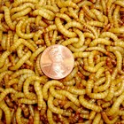 Live Mealworms - 50 - 10 000 - Large 3 4  - 1  - Reptile Food
