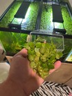 50  Leaf Frogbit - Floating Aquatic Plant - Healthy And Green