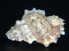 Bursa Cruentata  Rarely This Clean Of Erosion From Hawaii   33 57mm 