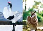 Miniature Gassho Owl Bird Worship Figurines Novelty Gift