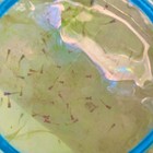 10 Live Guppy Fry -hb Blue - Live Guppy Fish Usa Seller