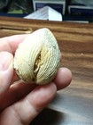 Complete Fossil Clam Shell Articulated Bivalve Fossil Natural Closed Specimen