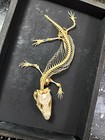 Real Framed Blue Tongue Skink Taxidermy   Skeleton