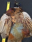 Rooster Ringneck Pheasant Skin 2 Wings Tail Fly Tying Materials Craft Feathers