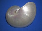  pearled Nautilus  Half  Beautiful    6 6 Inches 