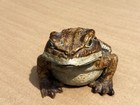Vtg Mci Otagiri Hirado Japan Porcelain pottery Realistic Toad Frog Figurine  8 l