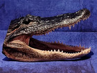 Large Alligator Head From Genuine Louisiana Gator Real Taxidermy Gator