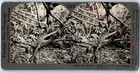 C1910s Dominica  British West Indies Cocoa Pods Stereo Real Photo V23