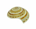 Vishnu Chakra Shell Conch Yantra Chakra Hindu Laxmi Pooja 100  Real Energized