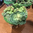 Disney Parks 2026 Animal Kingdom Tree Of Life Plant Succulent New 