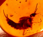 Very Rare Earwig In Burmite Burmese Amber Fossil Gemstone Dinosaur Age