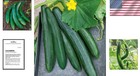 15 Summer Dance Cucumber Seeds - Sweet Flavor  Heat Tolerant  Full Sun Ideal