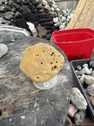 Multi Hole Hag Stone 1 Lb
