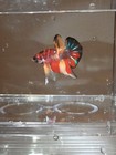Live Betta Fish High Quality Koi Candy Plakat Peliador - Usa Seller
