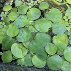 12  Amazon Frogbit Plants-25  Healthy Leaves -live Aquarium Plant-duckweed Free