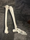Scientific Human Bone Model Of Human Right Foot   Leg - Femur Down  Skeleton