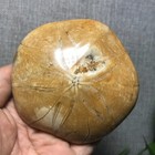 200g Natural Starfish Crystal Specimen 13