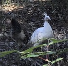2 Albino White Natural Peacock Feathers Naturally Molted Peafowl 12-13    Long 