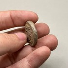 Ancient Greek Tetradrachm - Leontini Coin