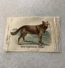 Antique 1910 Old Mill Cigarettes Tobacco Silk Card Wild Australian Dingo - Rare 