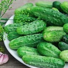 Zasolochniy 2 G Pickling Cucumber Seeds Original Worldwide Shipping