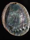 635 Haliotis Guadalupensis 160 1mm Top Grading Important Natural Seashell Rare