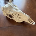 Deer Skull Mount For Antlers Taxidermy Euro Mounting 