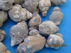 One Hundred Baby Gastropod Fossil Cretaceous Period Wholesale