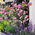 Heavy Duty Metal Garden Arch Trellis For Outdoor Climbing Plants Floral Decor