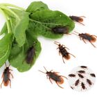 10pack Prank Funny Magic Trick Joke Special Lifelike Fake Cockroach Roach Toy