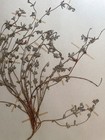 Antique Herbarium Botanical Specimen 1940s - Bird s Foot Trefoi1 L1  X 17 