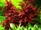  ludwigia Palustris Super Red Mini - Vibrant Aquarium Live Plant  Free Shipping 