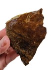 Picture Jasper Faced Rough 122 4 Grams  Lapidary Or Display