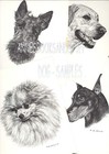   100 Skye Terrier Portrait  Dog Art Print   Pen And Ink Drawing   Jan Jellins
