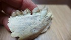 Geological Enterprises Oligocene Fossil Merycoidodon Culbertsoni Jaw And Teeth