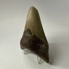 Megalodon Shark Tooth 3 73 Inch - Unique - Natural Fossil - Authentic 19977