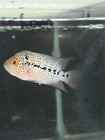 Red Kamfa Flowerhorn 3  Live Freshwater Fish