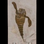 4 1  Eurypterus Sea Scorpion Fossil Eurypterid Silurian 420 Mil Yrs Old New York