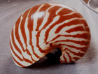 Chamber Nautilus Pompillius 108 Mm Small  special Choco-brown Pattern Collection