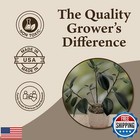 Quality Growers - Preserved Spanish Moss - Decorative Moss - Dried Moss For C