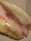 Natural Queen Conch Shell 11 Inches Long Extra Large Pink Rare Find Beautiful 