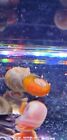 6  Beautiful Orange red Ramshorn Snails Live Freshwater Aquarium