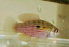 5 American Flag Kili Fish Algae Eating Fish  freshwater  jordanella Floridae 